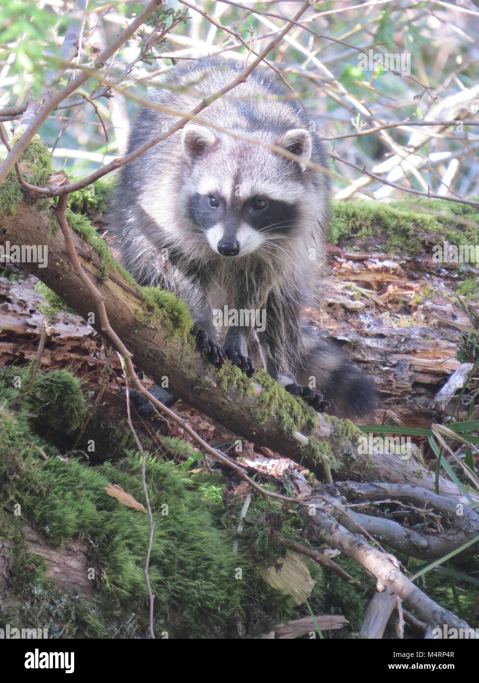 Increíble mapache sentado en rama, Denman Island, BC, Canadá Foto de stock