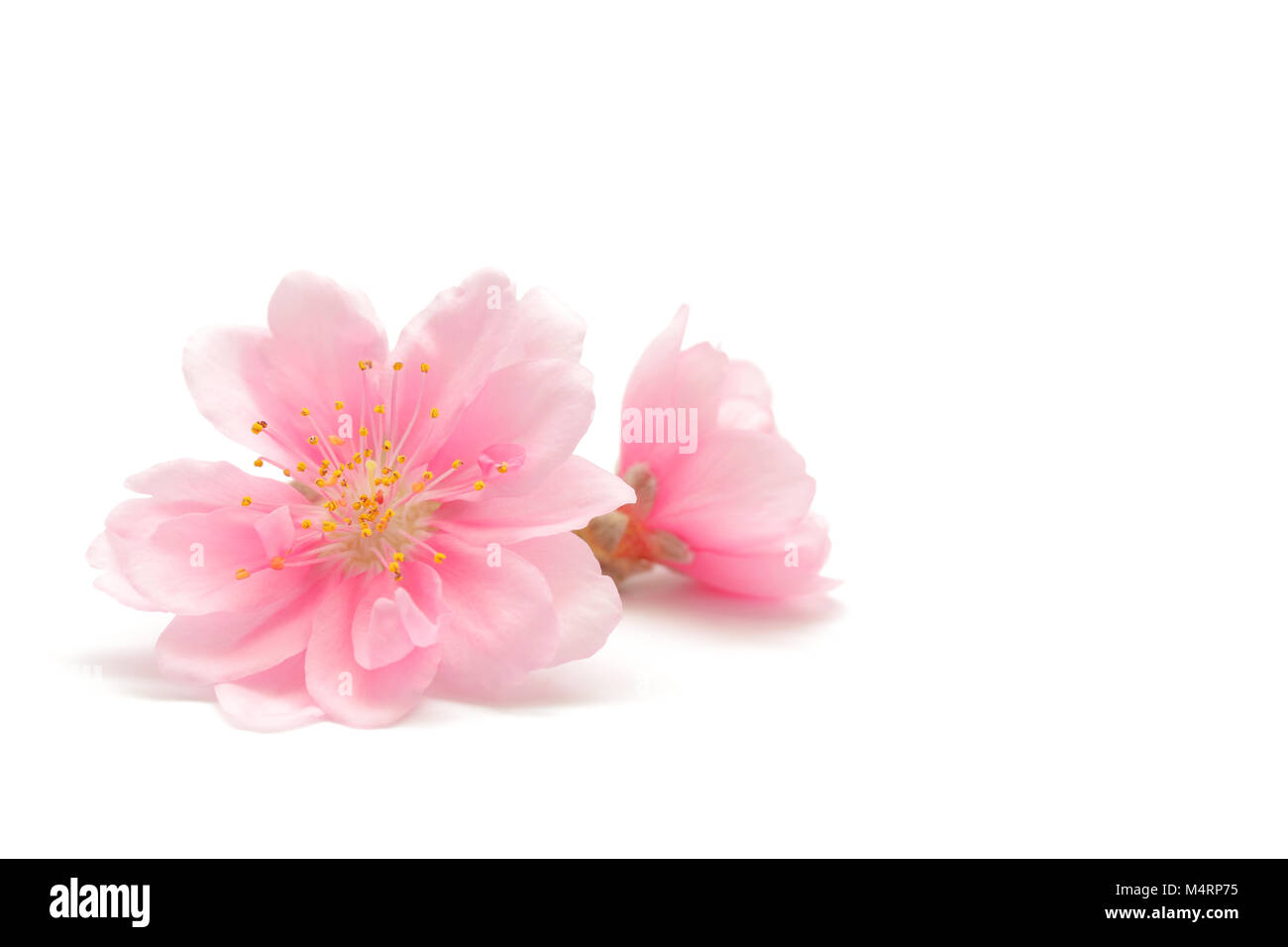 Flor de durazno japonés aislado sobre fondo blanco Fotografía de stock -  Alamy