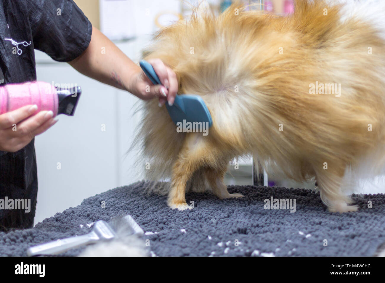 Salón de peluquería canina fotografías e imágenes de alta resolución -  Página 5 - Alamy