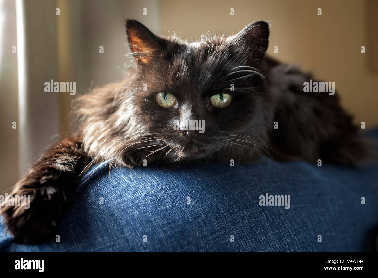 Pelo largo gato negro acostado sobre la espalda de un sofá de tela azul. Foto de stock