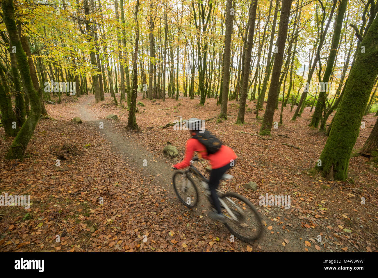 Ciclista de otoño en el bosque Ballyhoura mountain bike Trail, el condado de Limerick, Irlanda. Foto de stock