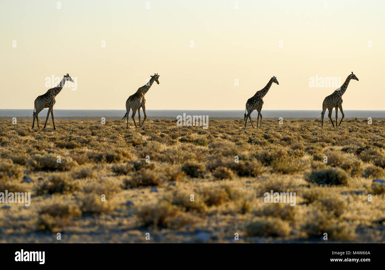 Jirafas angoleñas (Giraffa camelopardalis angolensis) que se ejecutan uno tras otro en la estepa, el Parque Nacional de Etosha, Namibia Foto de stock