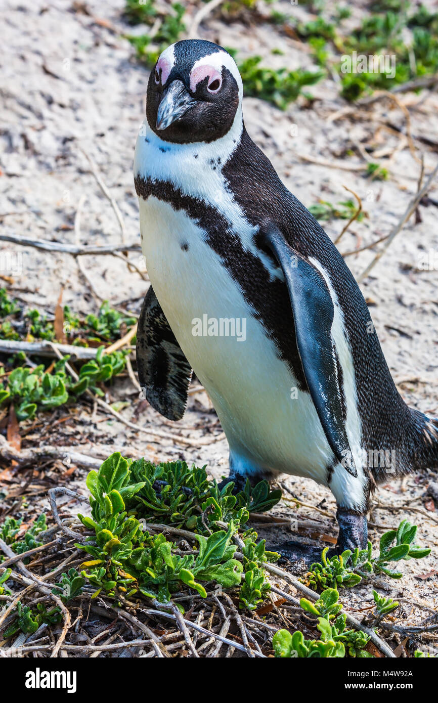 Pingüino africano negro-blanco Foto de stock