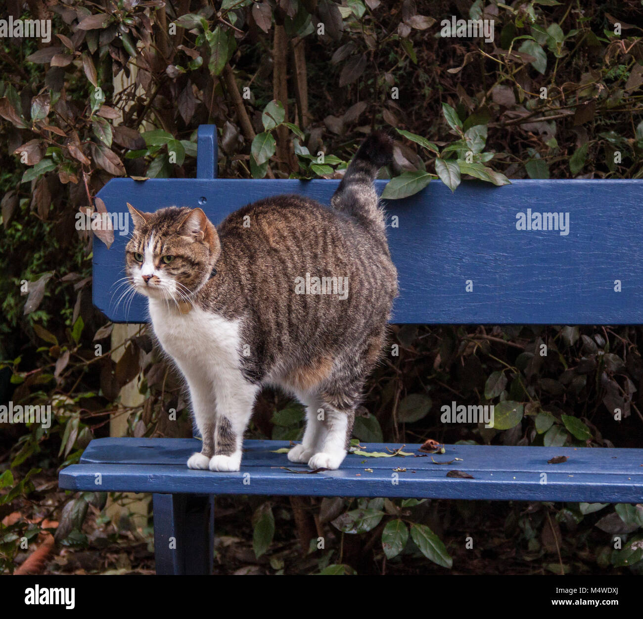 Gato atigrado de pie sobre un banco de jardín pintados de azul Foto de stock