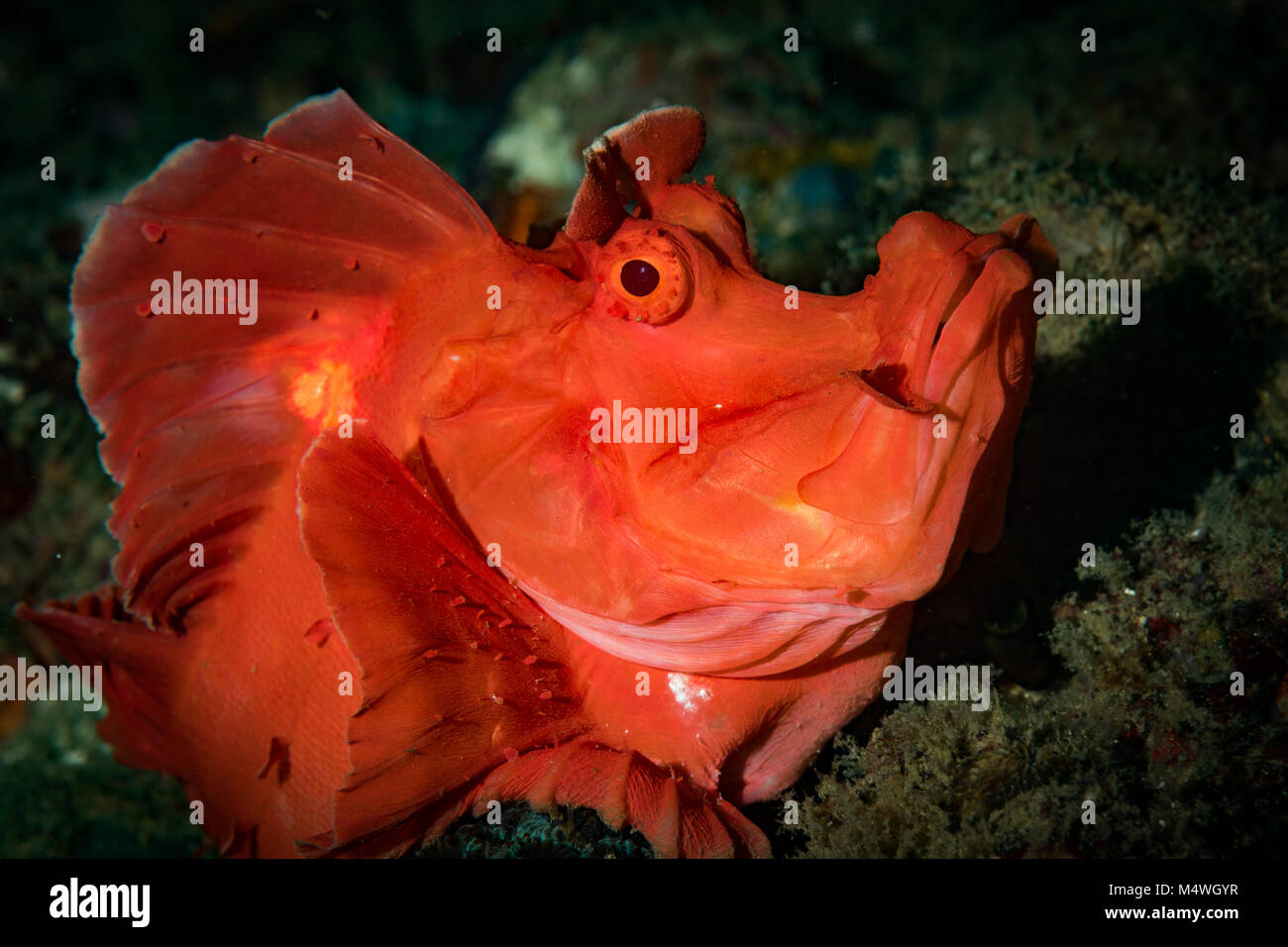 Tapa de paleta (Rhinopias Scorpionfish eschmeyeri) en el sitio de buceo, roca roja, Filipinas Anilao Foto de stock