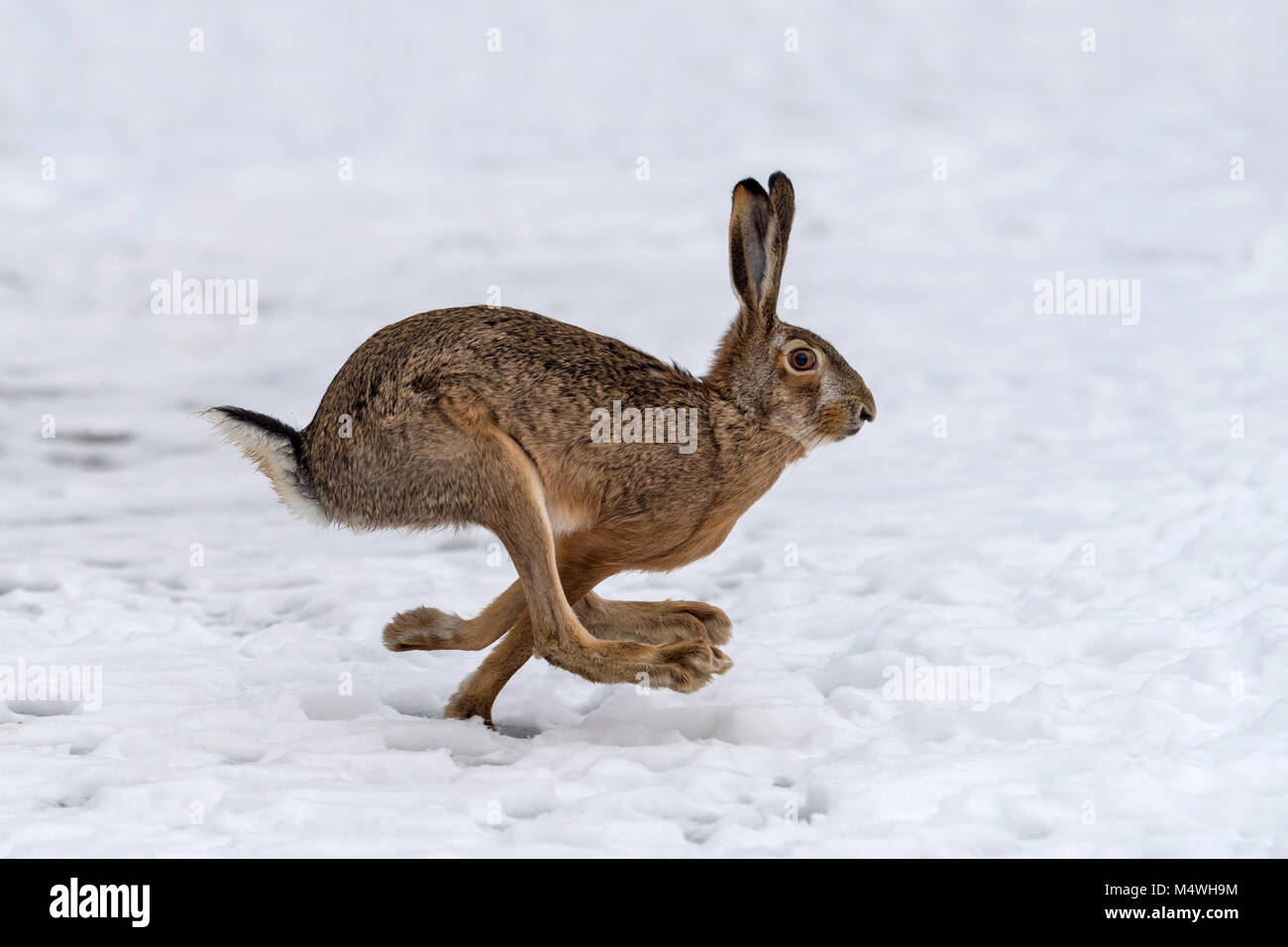 Liebre fotografías e imágenes de alta resolución Alamy