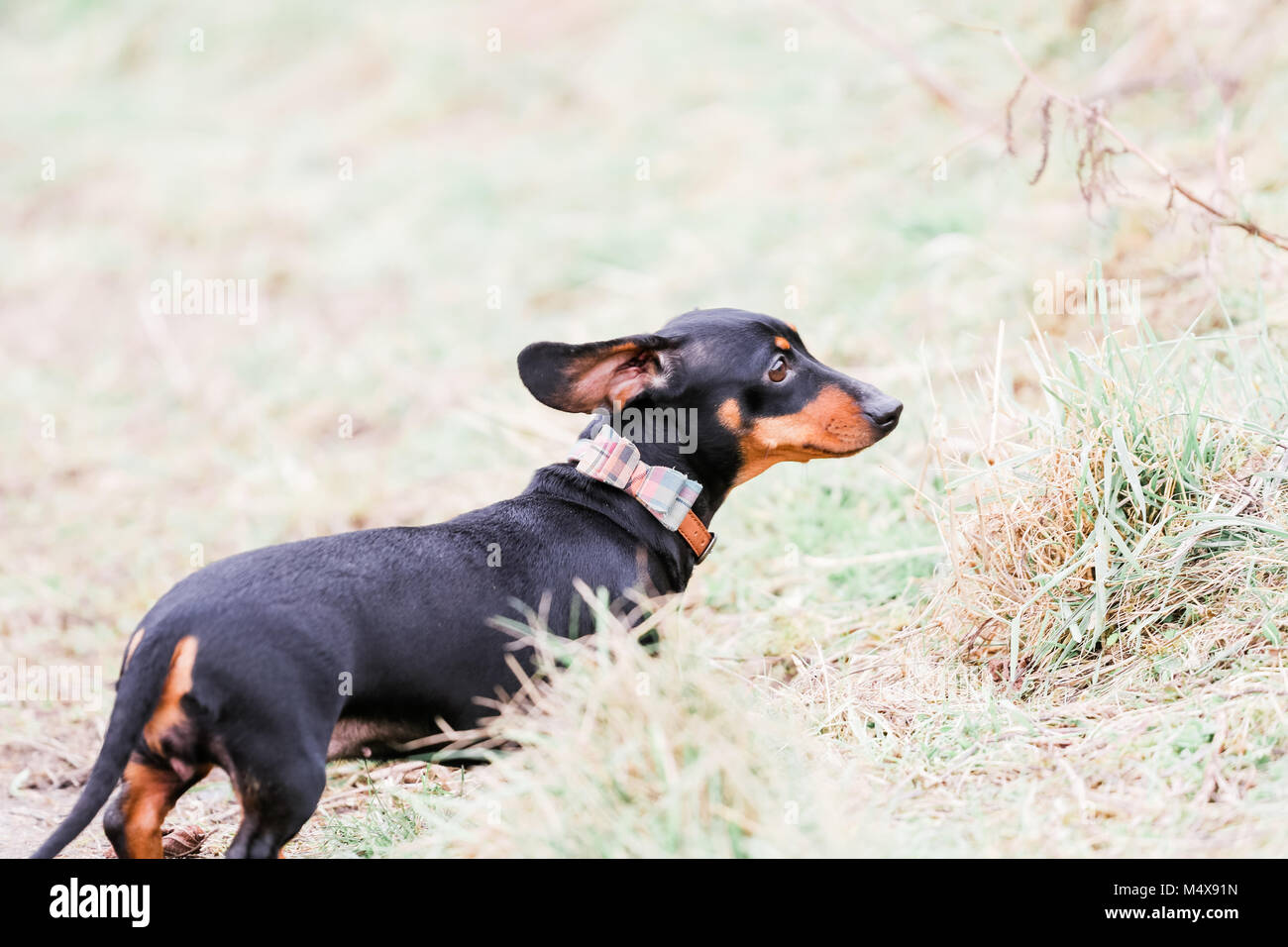 Teckel miniatura en un perro de paseo por el campo, Oxfordshire, REINO UNIDO Foto de stock