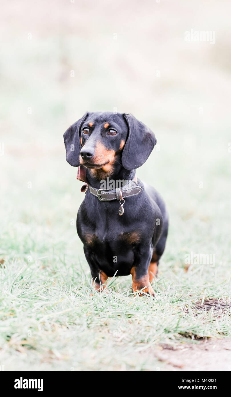 Teckel miniatura en un perro de paseo por el campo, Oxfordshire, REINO UNIDO Foto de stock