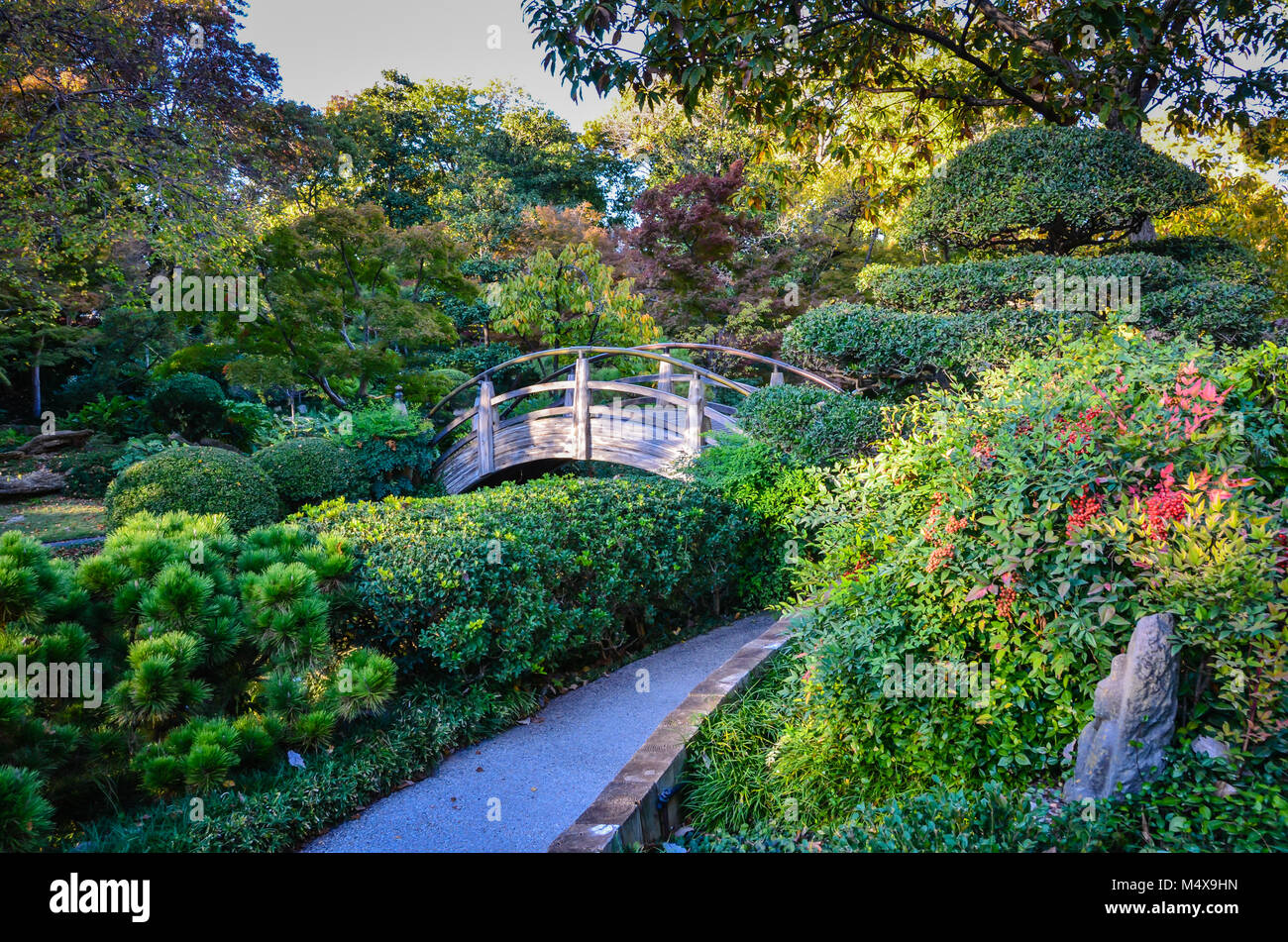 Jardín japonés florece en tonos rojo y rojizo durante el otoño en el Jardín Botánico de Fort Worth en Fort Worth, Texas. Foto de stock