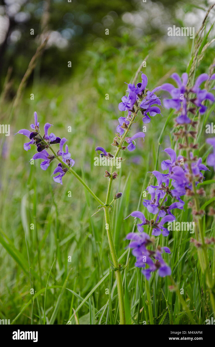Flores moradas en la carretera fotografías e imágenes de alta resolución - Alamy Flores moradas en la carretera fotografías e imágenes de alta resolución - Alamy