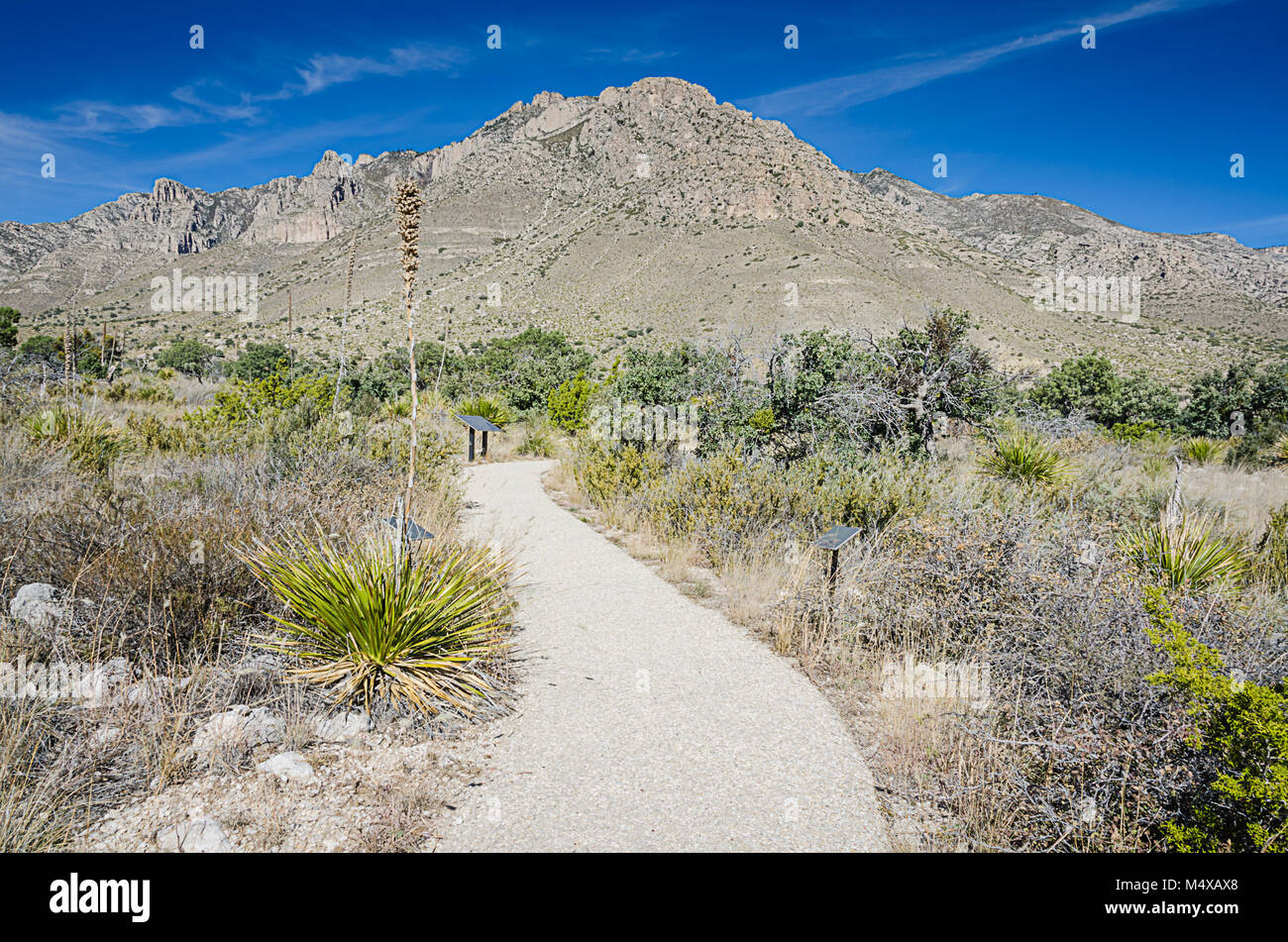 Senderismo sendero que conduce a la montaña en el Parque Nacional de las montañas de Guadalupe en Texas. Foto de stock