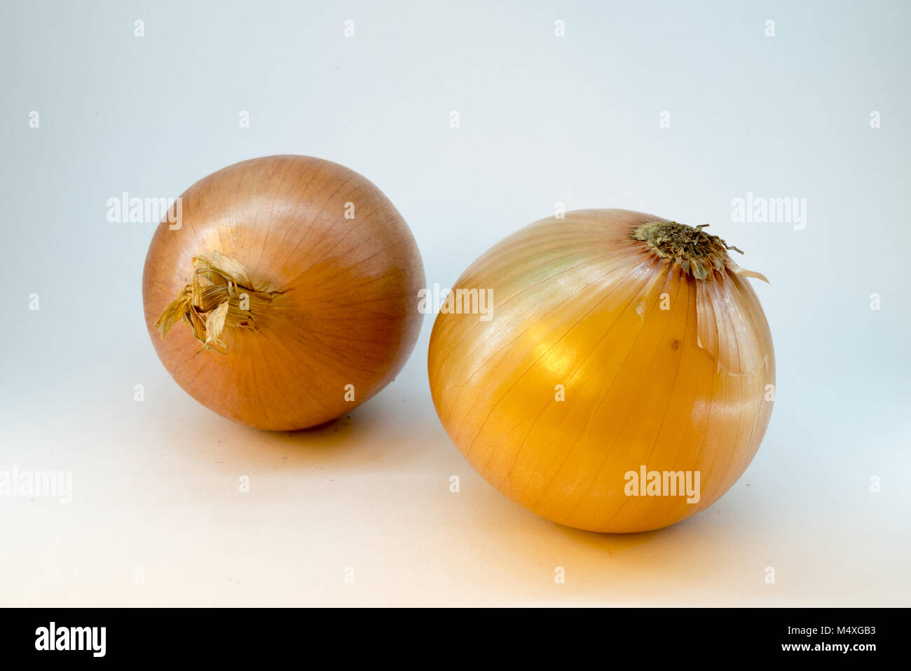 Dos cebollas en un fondo blanco, aislado Foto de stock