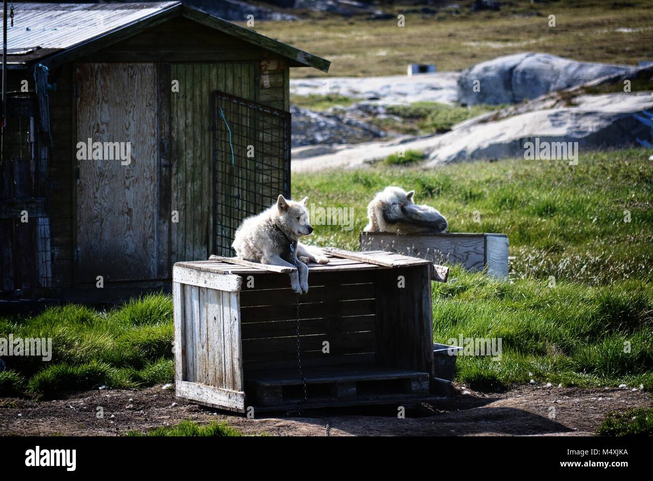 Groenlandia Huskies en Ilulissat, Groenlandia - perro gendoso encadenado esperando rexing en un día caluroso del verano en julio Foto de stock