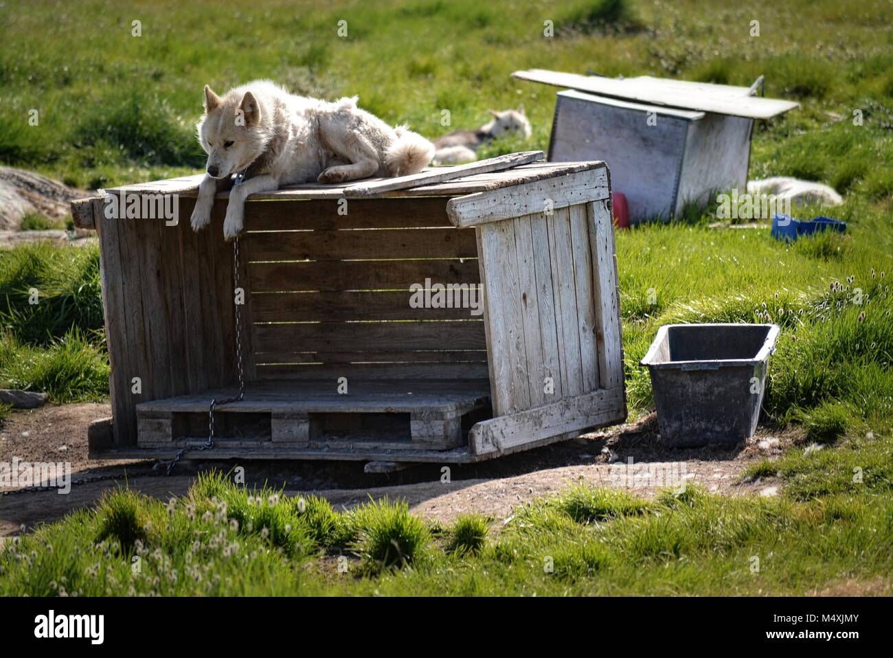 Groenlandia Huskies en Ilulissat, Groenlandia - perro gendoso encadenado esperando rexing en un día caluroso del verano en julio Foto de stock