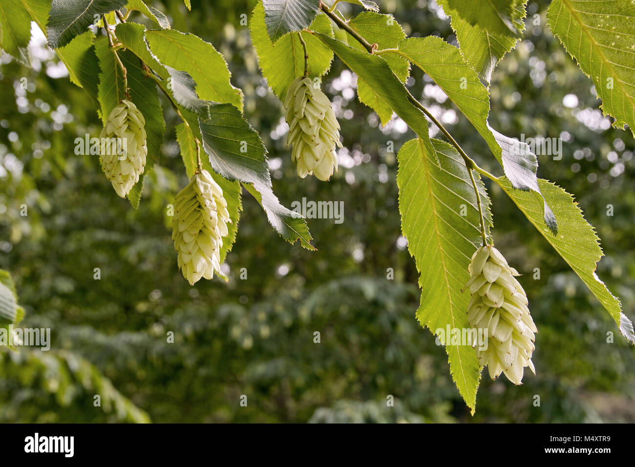 Cabezas de semillas y hojas de carpe negro, Ostrya carpinifolia Foto de stock