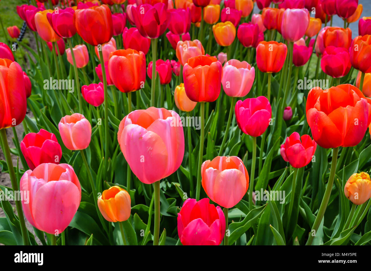El rosa y el rojo tulip mostrar en el festival de tulipanes anual en Albany, Nueva York. Foto de stock