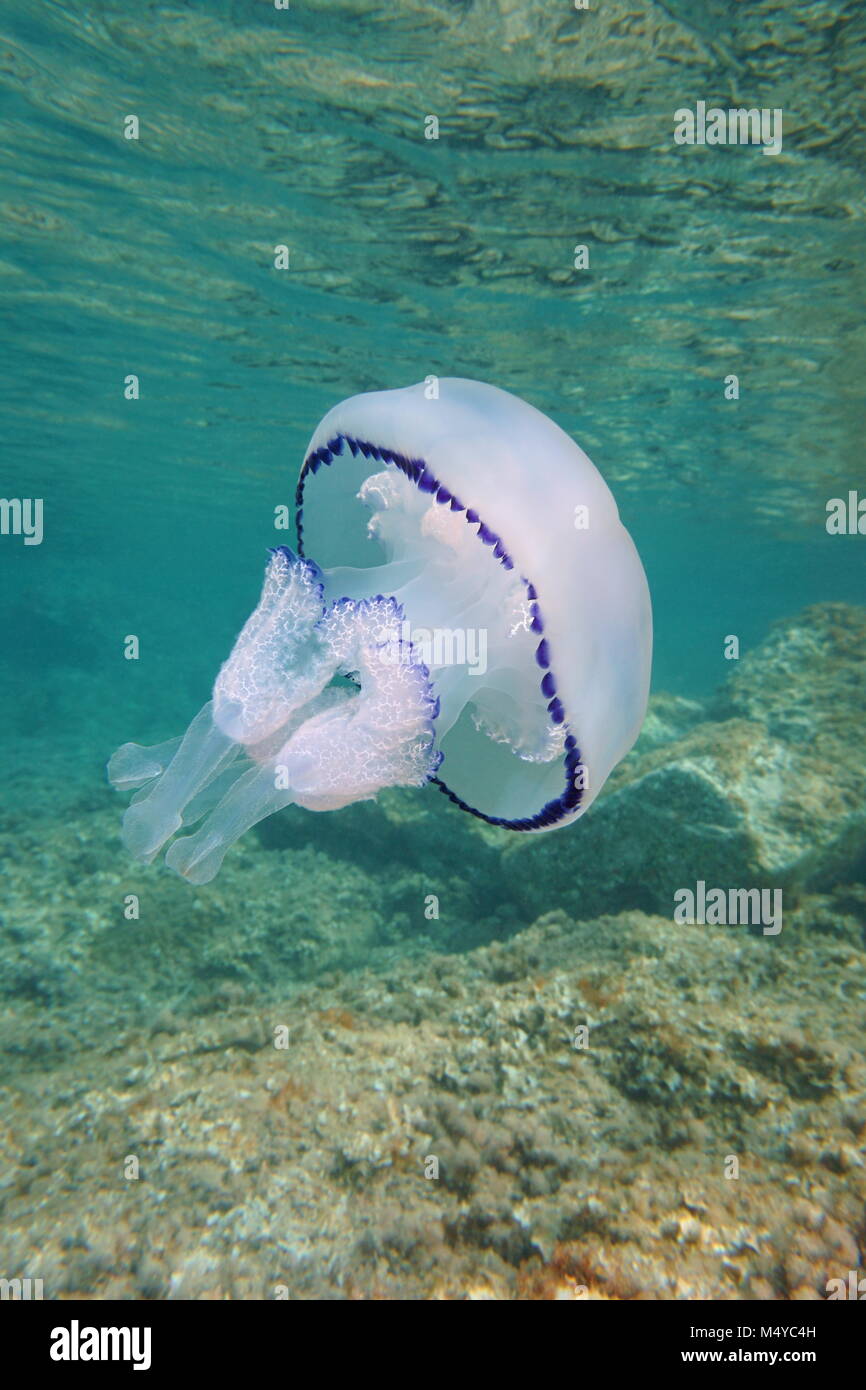 Un barril medusas Rhizostoma pulmo bajo el agua entre la superficie y las rocas en el mar Mediterráneo, Cataluña, Costa Brava, el Cap de Creus, España Foto de stock
