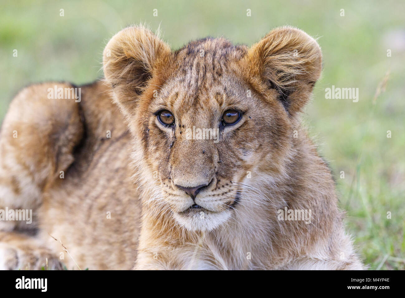 Curioso cachorro de león Foto de stock