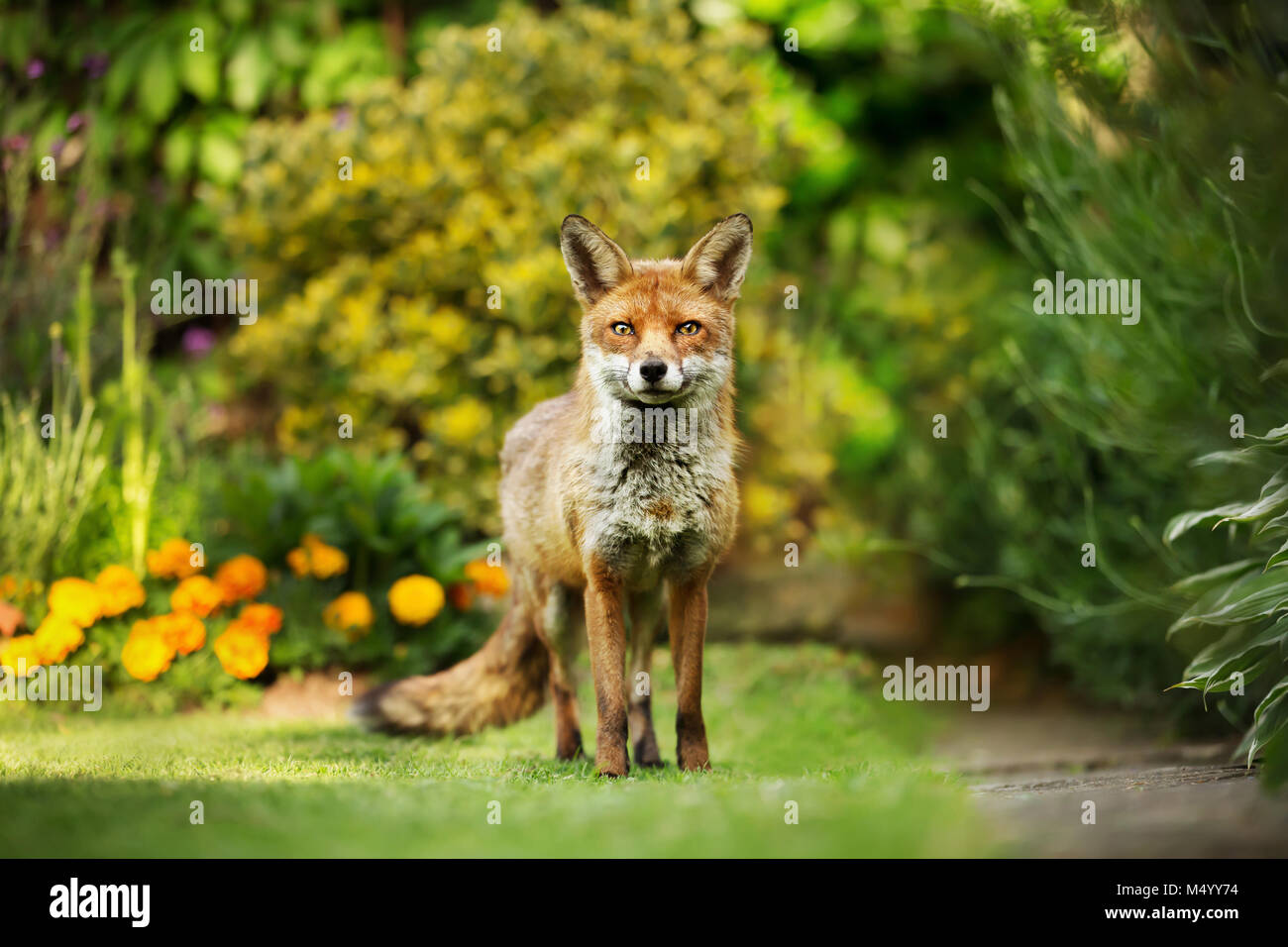 El zorro rojo de pie en el jardín con flores, el verano en el Reino Unido. Foto de stock