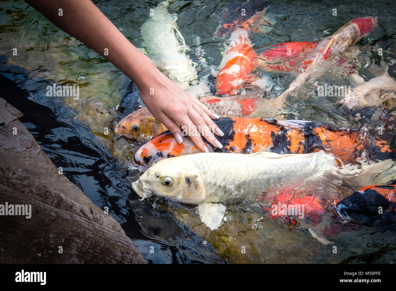 Peces Carpas Koi Fish Aislados Natural Nadie Bonita Rocas Fotografia De Stock Alamy