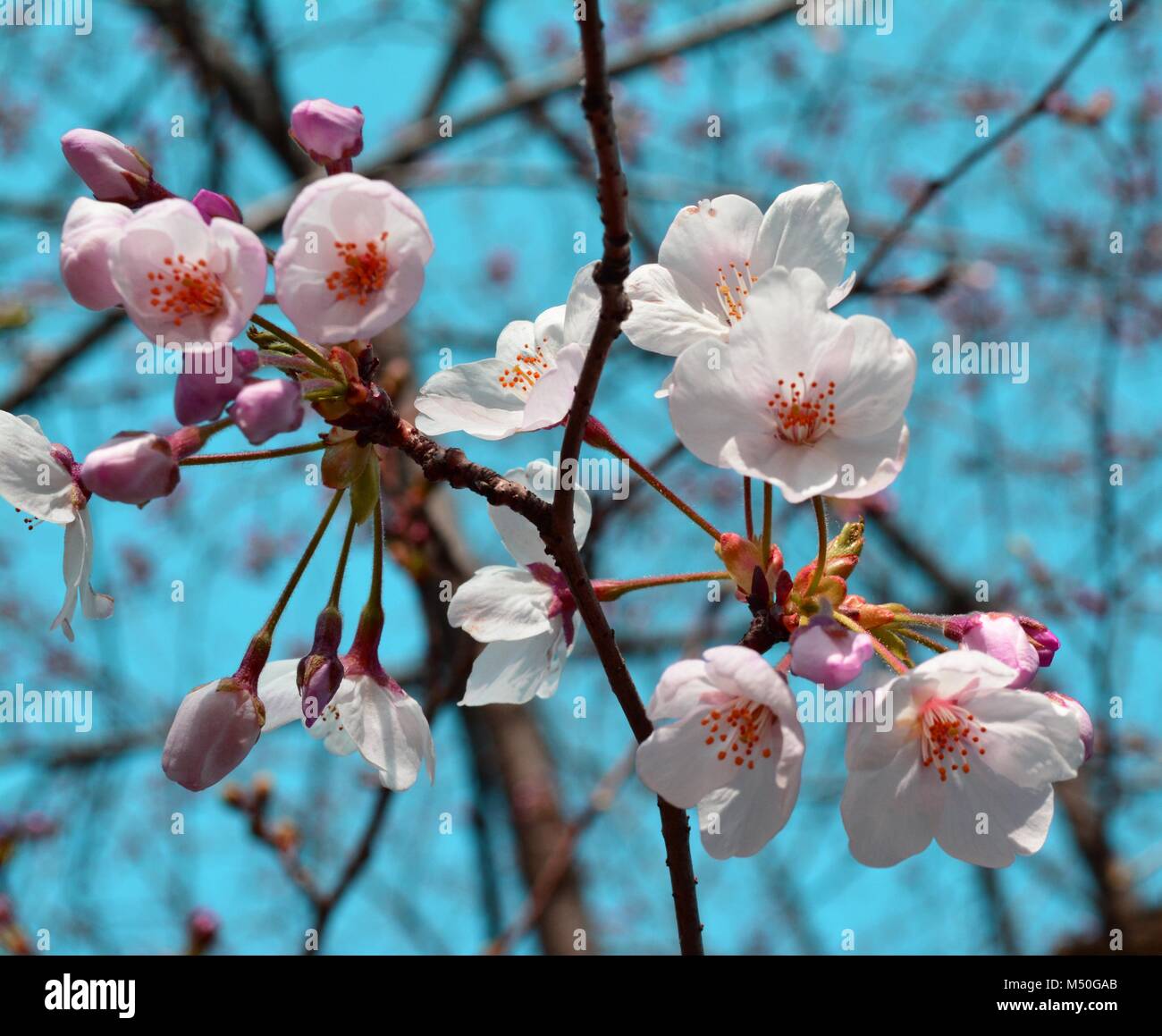 Capullos de flor de sakura fotografías e imágenes de alta resolución - Alamy Capullos de flor de sakura fotografías e imágenes de alta resolución - Alamy
