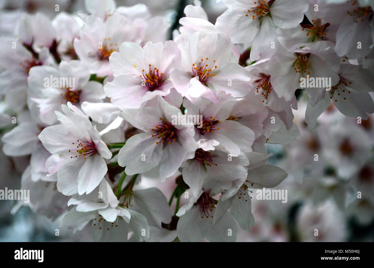 Sakura racimo floral / cierre de Flor de Cerezo en Japón Foto de stock