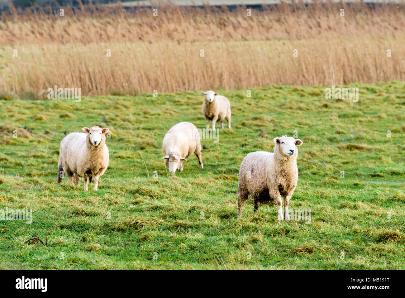 Ovejas en Tenterden Foto de stock