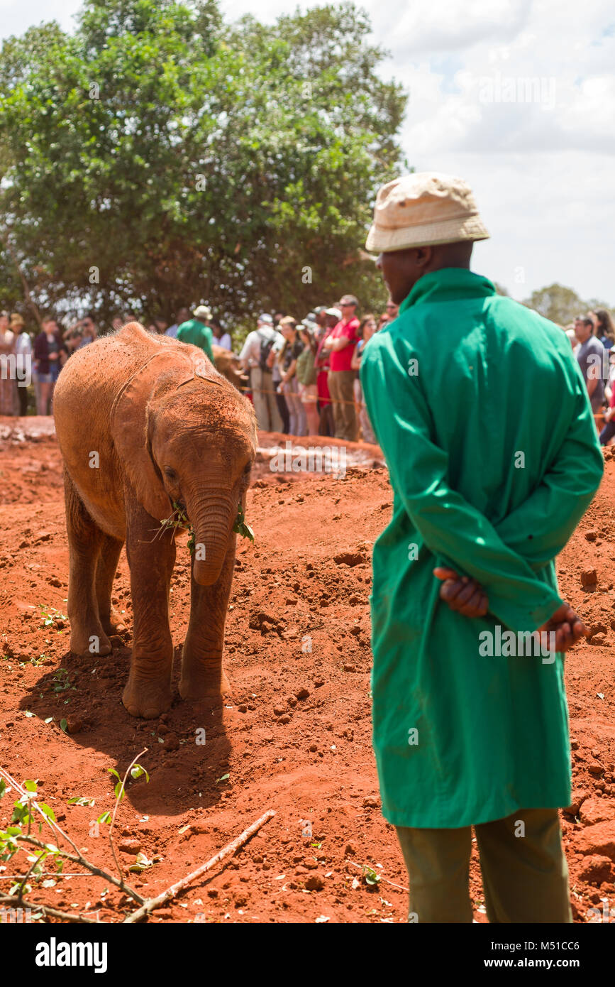 Un cuidador en verde abrigo está viendo un elefante juvenil comer como los turistas observan en segundo plano en el David Sheldrick Wildlife Trust, Nairobi, Kenya Foto de stock