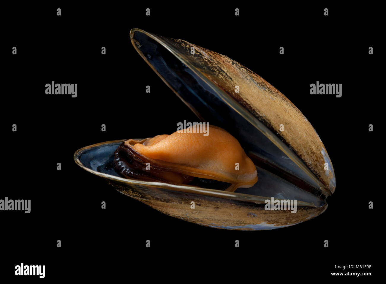 Un hervido, cuerda-crecido de mejillón Mytilus edulis, compradas en un supermercado. Fotografiado sobre un fondo negro. Dorset, Inglaterra GB Foto de stock