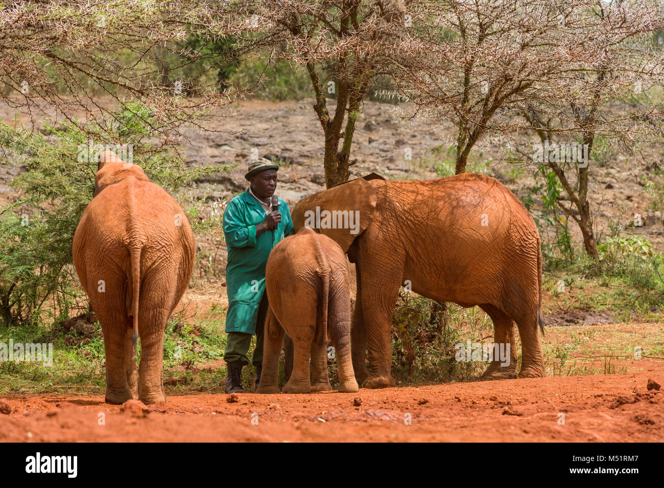 Un cuidador conversaciones sobre un micrófono mientras rodeado de elefantes jóvenes, David Sheldrick Wildlife Trust, Nairobi, Kenia Foto de stock