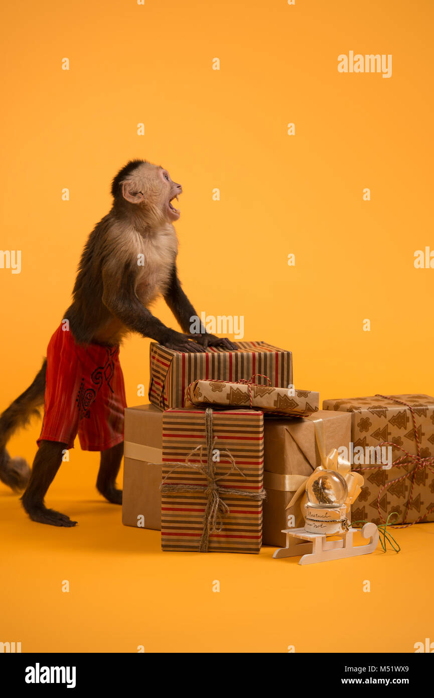 Mono Capuchino con cajas de regalo de Navidad sobre fondo amarillo  Fotografía de stock - Alamy