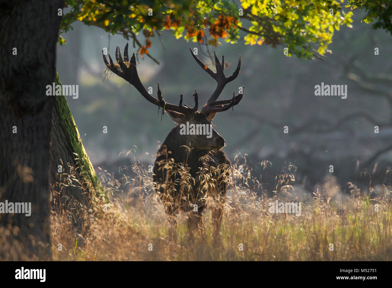 Ciervo rojo (Cervus elaphus) con cuernos de ciervo cubierto de barro y vegetación durante la rutina en otoño bosque Foto de stock