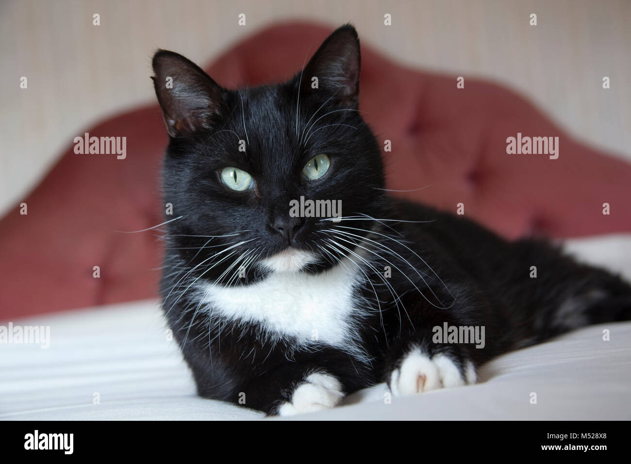 Gato negro con barbilla blanca fotografías e imágenes de alta resolución -  Alamy