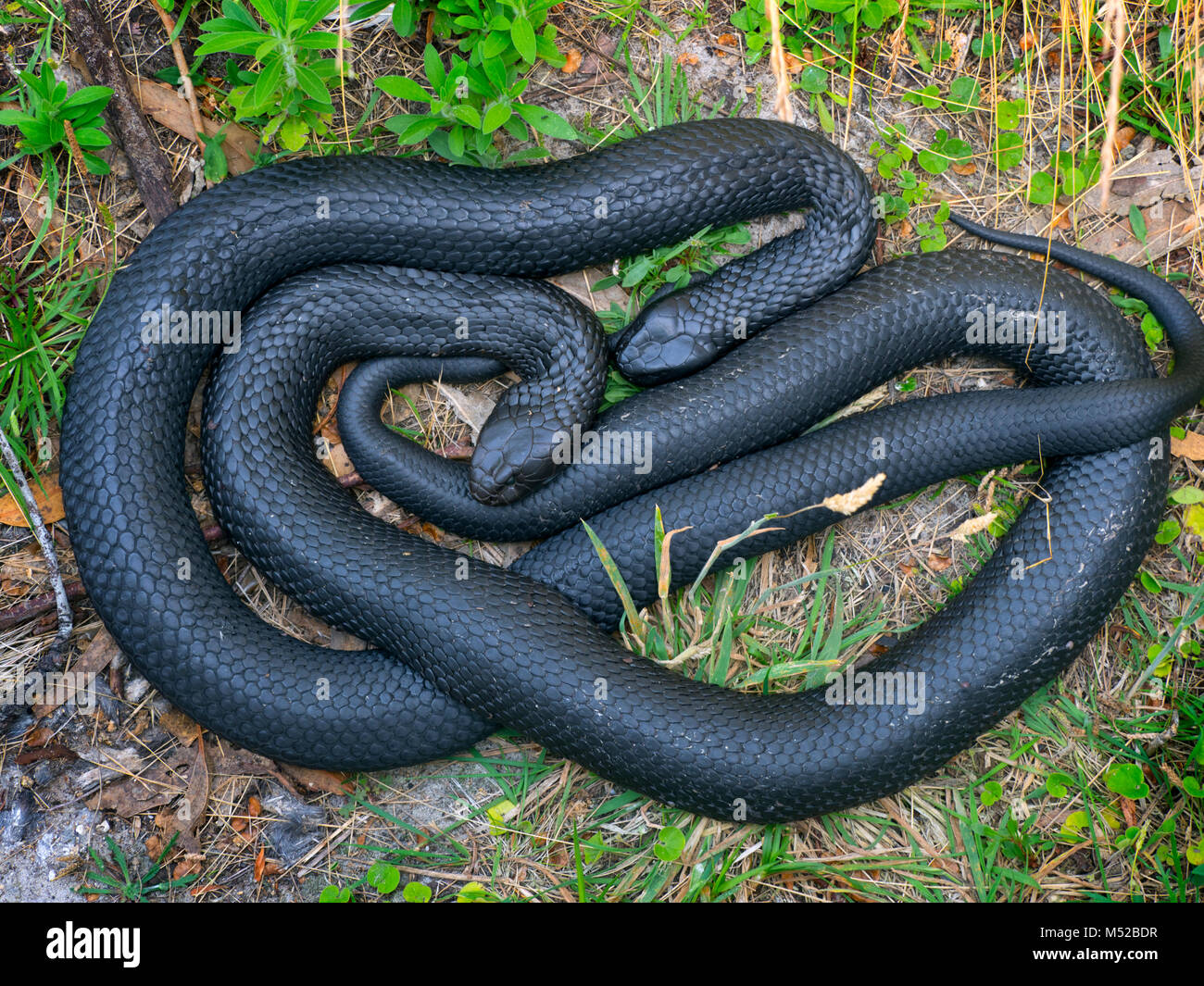 Tasmanian Tiger Snake Notechis scutatus,una de las serpientes más venenosas de la tierra Foto de stock