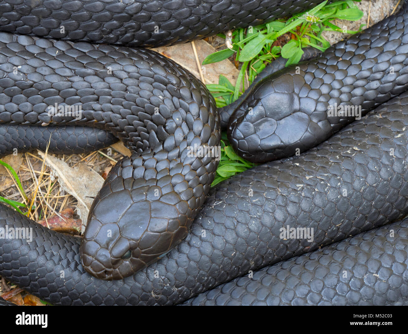 Tasmanian Tiger Snake Notechis scutatus,una de las serpientes más venenosas de la tierra Foto de stock