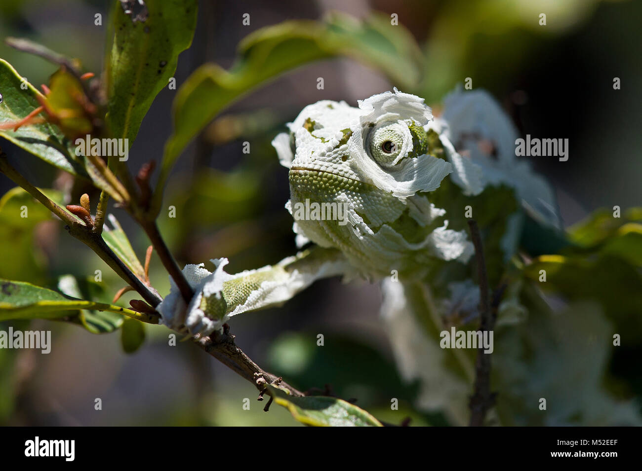 Mariposa-necked chameleon derramando su piel. Foto de stock