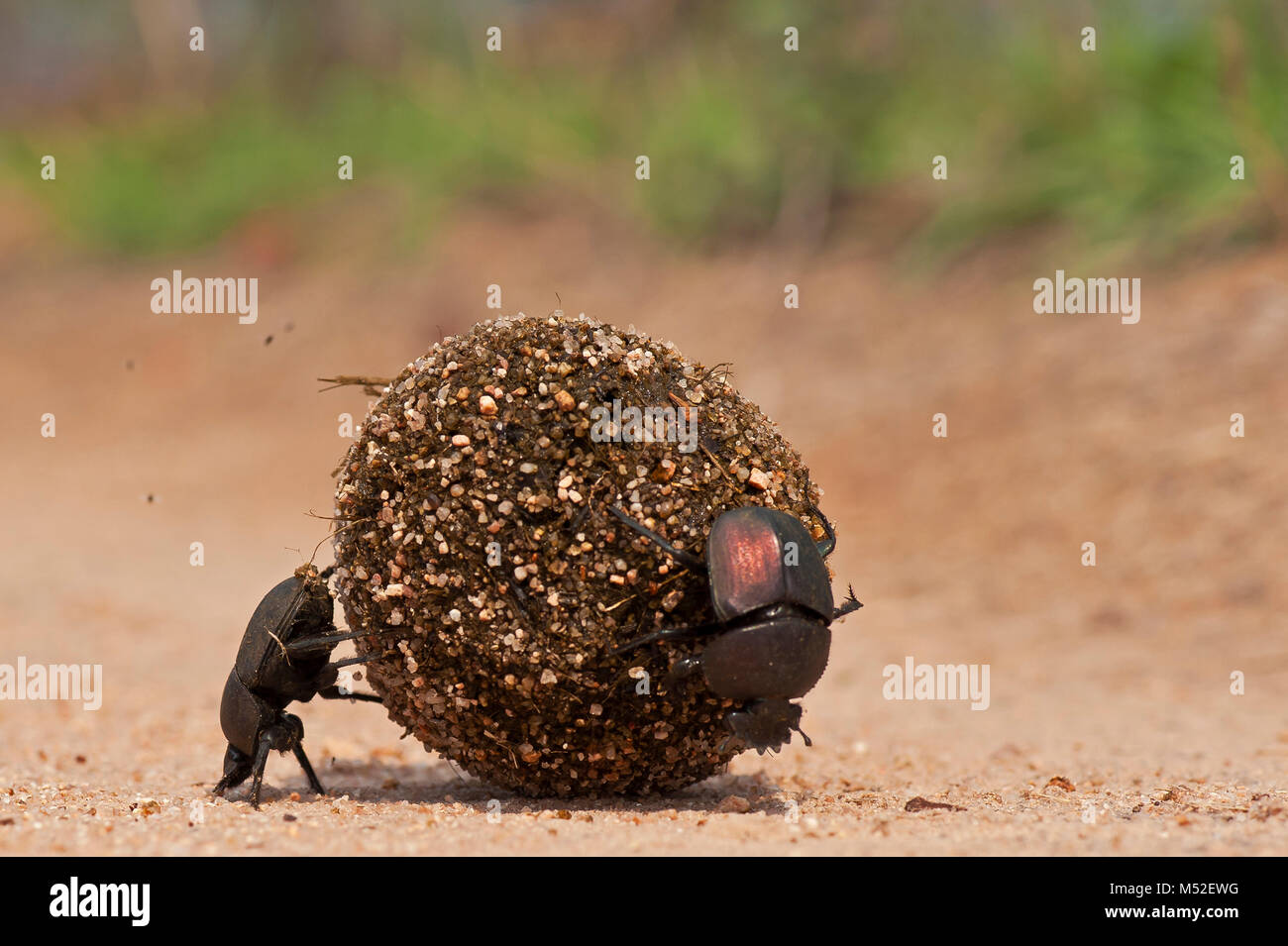 Los escarabajos del estiércol rodar una pelota. Foto de stock