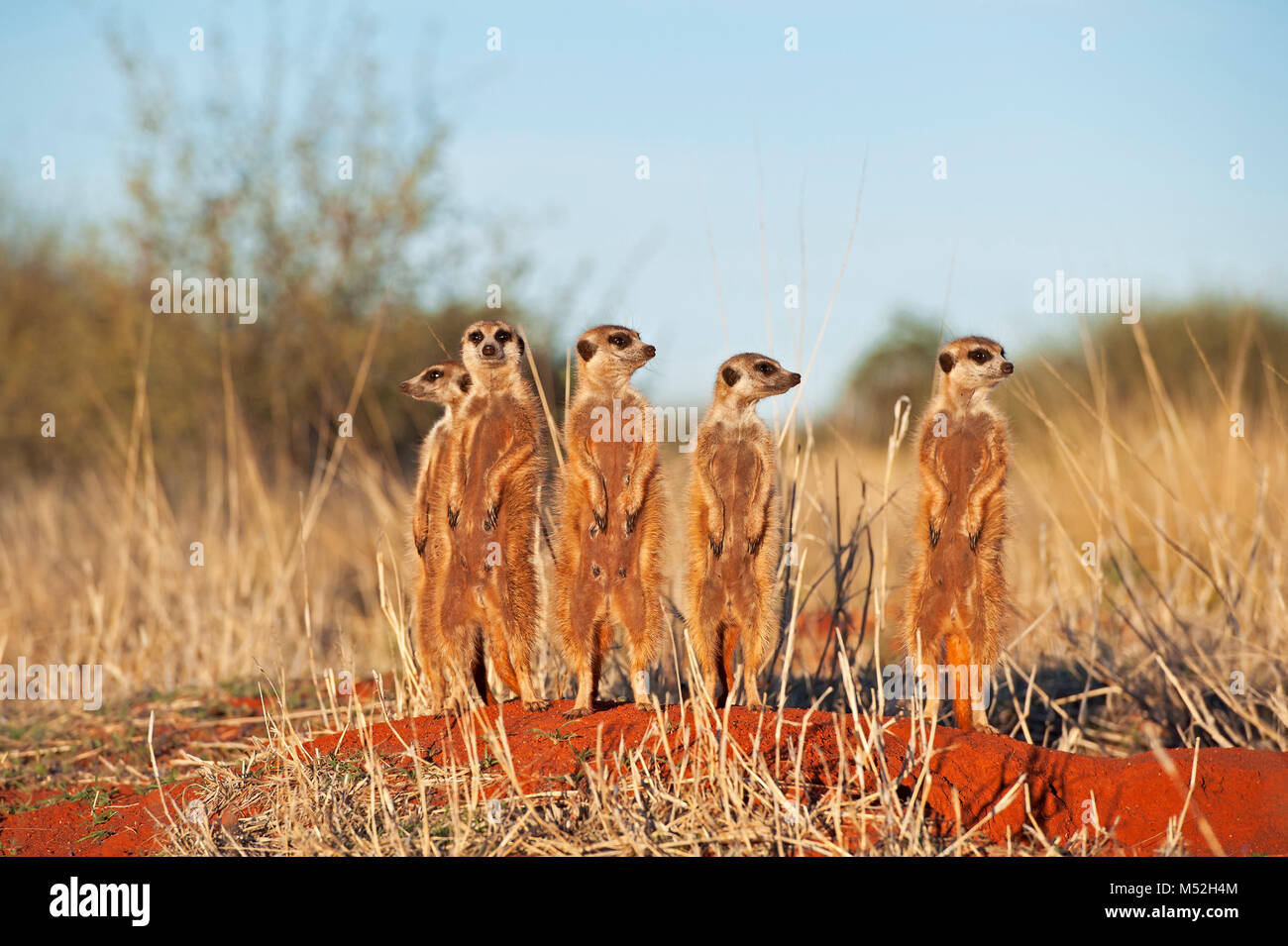 Familia de meerkats disfrutando el sol de primera hora de la mañana. Foto de stock