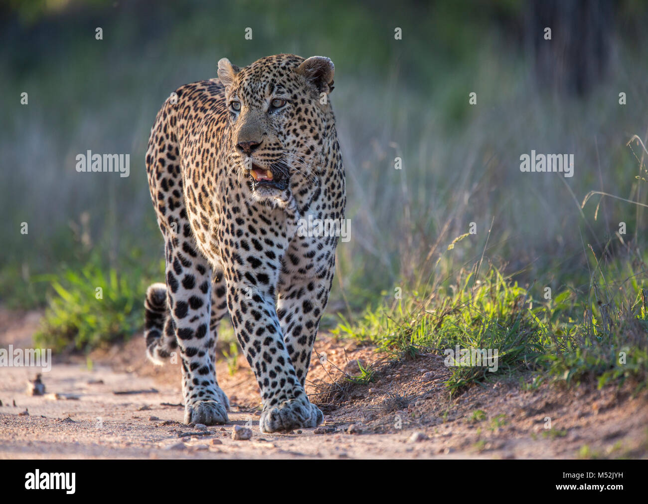 Macho de leopardo (Panthera pardus) caminando en la luz del sol caliente Foto de stock