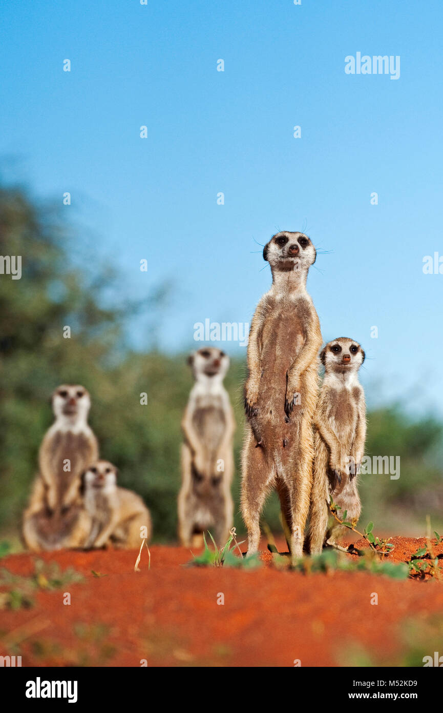 La familia suricata o regodearse en la madriguera a primera hora de la mañana. Foto de stock