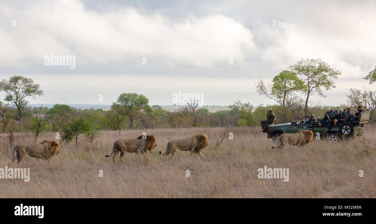 Los turistas en un vehículo safari abierto mira como cuatro machos leones (Panthera leo) caminar pasado. Foto de stock
