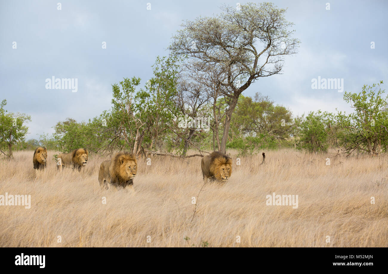 Vista panorámica de 4 machos leones (Panthera leo) con crines negras grandes paseos en abrir veld Foto de stock