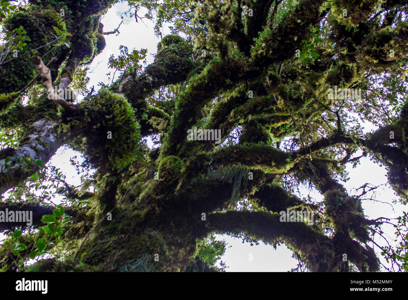 El bosque antiguo las ramas de los árboles cubiertos de musgo Foto de stock