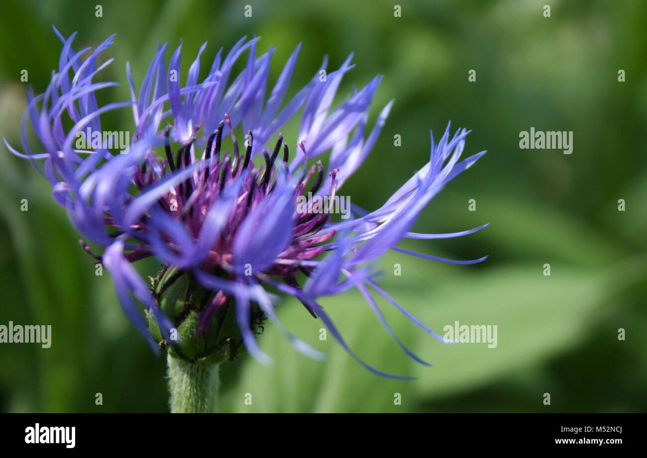 Flor de Araña azul y púrpura Foto de stock