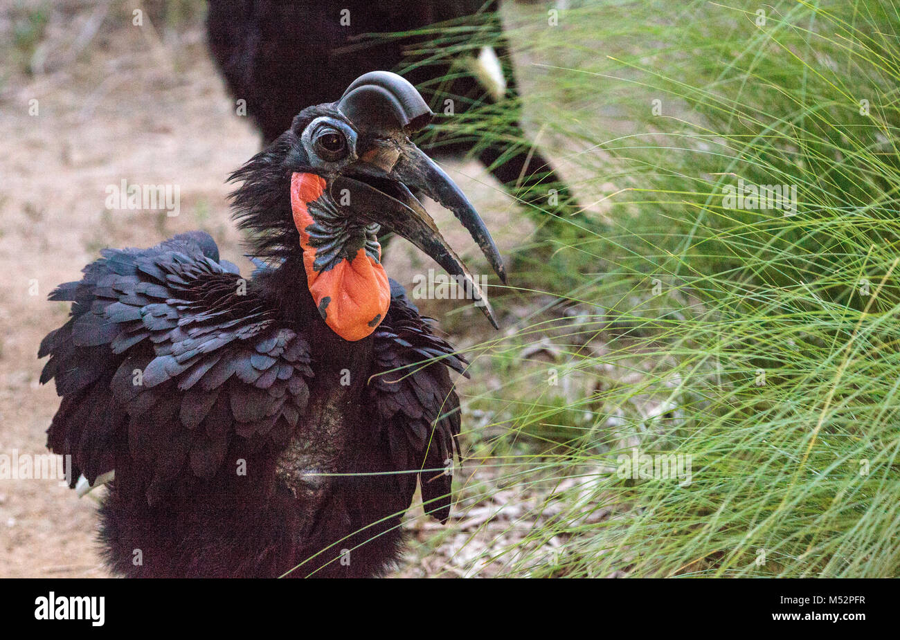 Tierra de Abisinia, Bucero Bucorvus abyssinicus, Bird Foto de stock