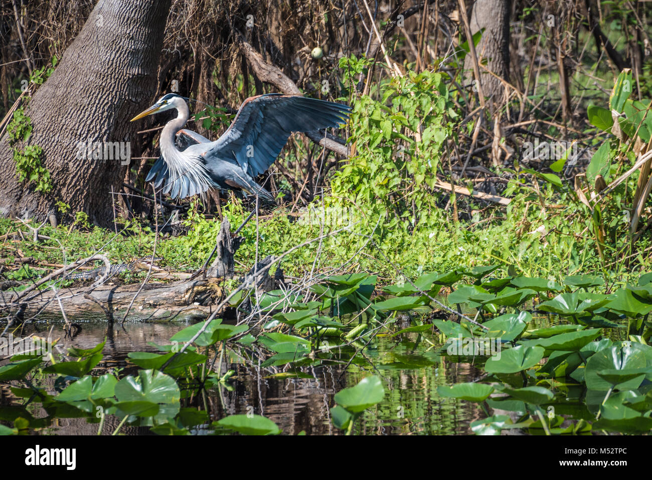 Bably Fotos E Imagenes De Stock Alamy