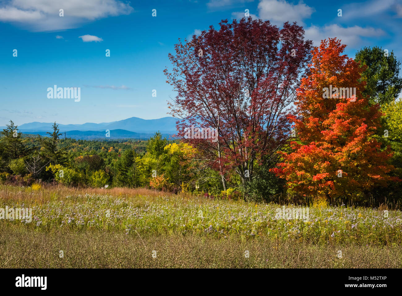 Prados de flores y follaje de otoño en el condado de Columbia. Proyecto Wildflower, una iniciativa del Departamento de Transporte de Nueva York, promueve roadsi Foto de stock