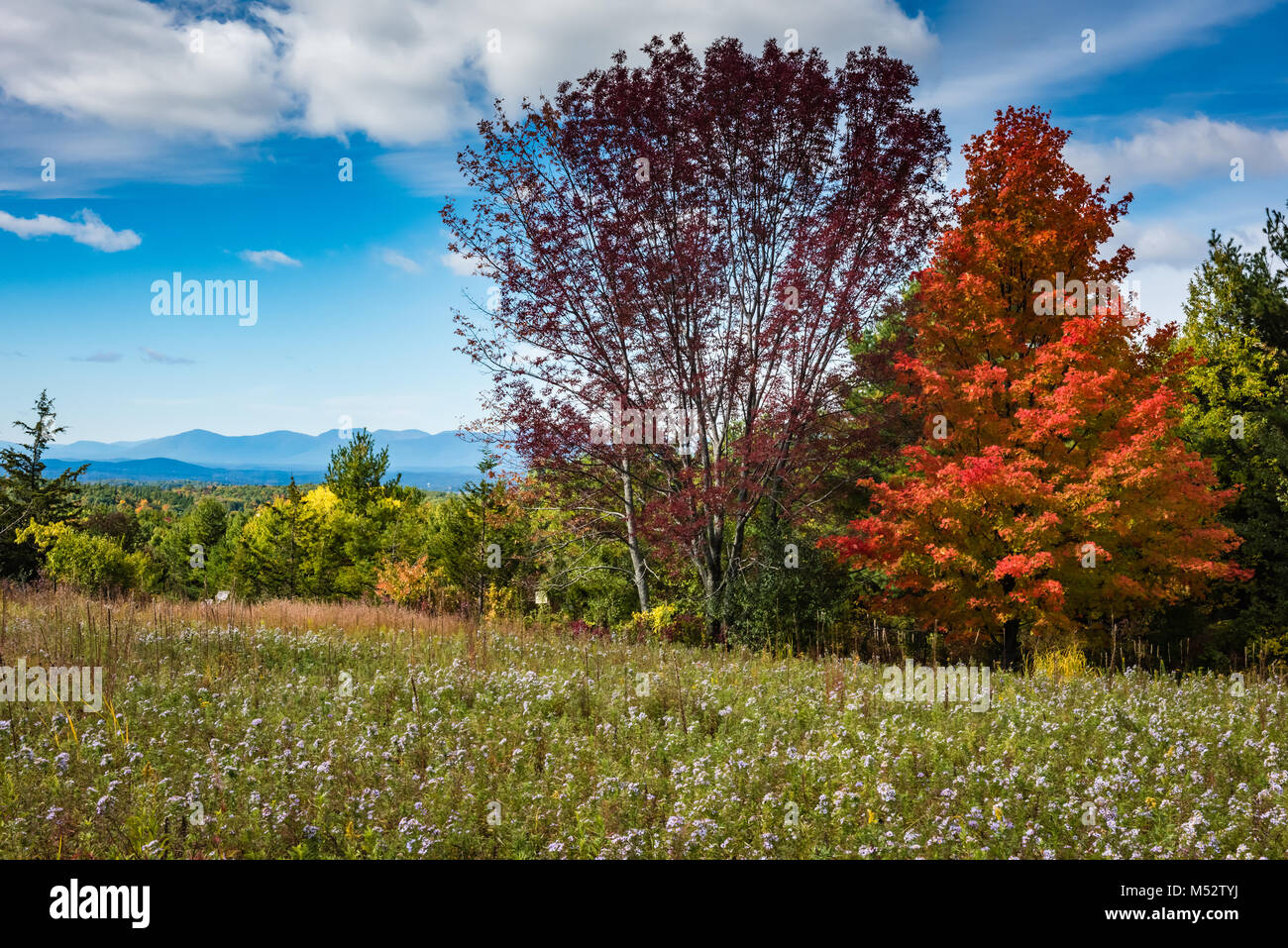 Prados de flores y follaje de otoño en el condado de Columbia. Proyecto Wildflower, una iniciativa del Departamento de Transporte de Nueva York, promueve roadsi Foto de stock
