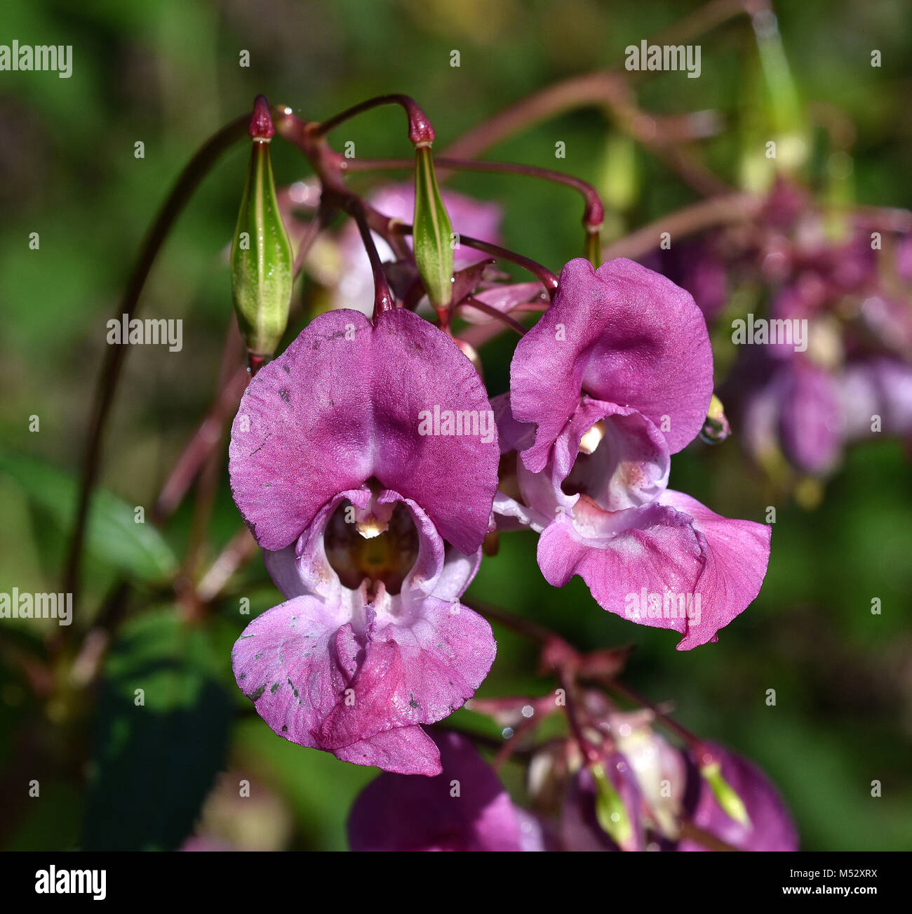 Bee-vagabundos; Bobby tops; cobre tops; Foto de stock