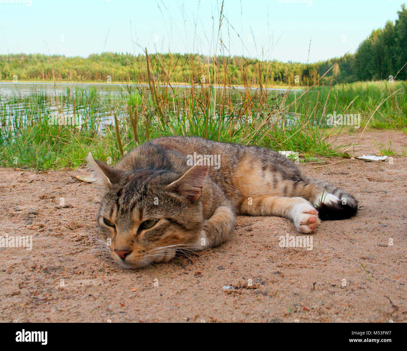 Hermoso gato atigrado descansando junto a un lago en la tarde Foto de stock
